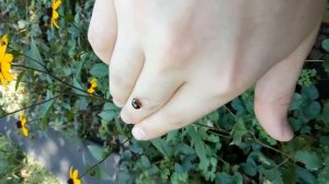 Чёрная божья коровка  (лат. Coccinellidae)