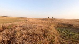 Охота с пойнтером на перепела * Quail hunting with a pointer
