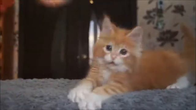 котёнок Мейн ку: девочка Q.Solveig BigPawRu (2.5 мес) смотреть онлайн