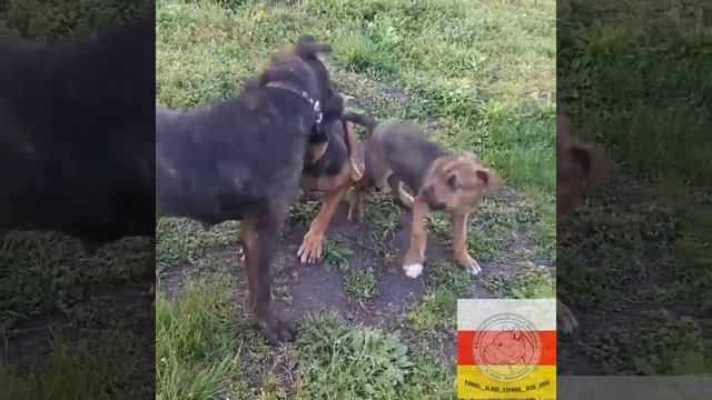 АЛАНО! Первый питомник в России Kennel_alano_espanol_iron_dogs смотреть онлайн