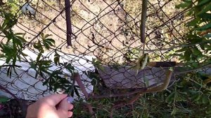 Убираем пассифлору на зиму