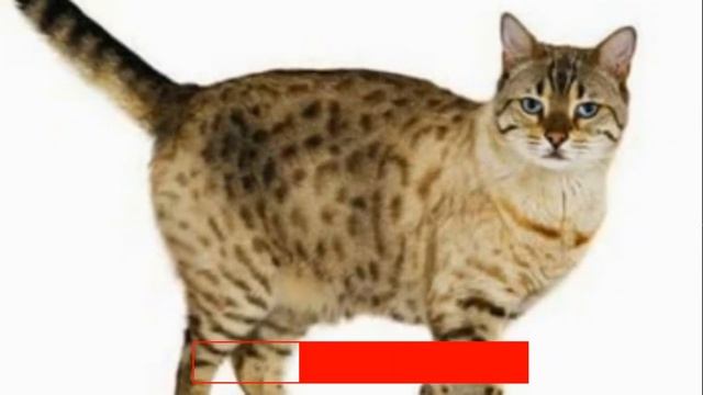 Человек Был Почти При Смерти, Как Вдруг Появился КОТ... смотреть онлайн