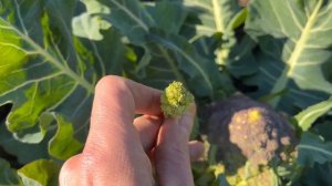 Growing and Harvesting Romanesco: A Delicious and Beautiful Veggie