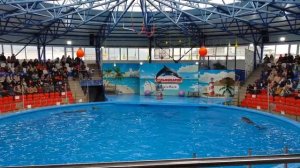 Шоу в дельфинарии. Сочи Парк, весна 2022