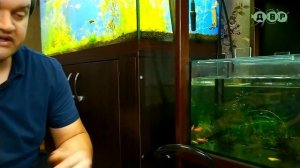 Обзор стеллажа для аквариумов и его обитателей!