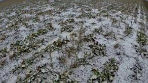 Уборка сахарной свеклы финиш