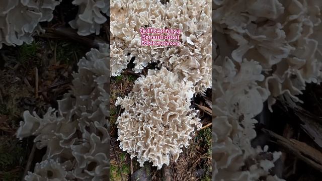 Edible mushroom/cauliflower fungus (sparassis crispa) #mushroom #asmr  #shorrsfeed  #shortvideo