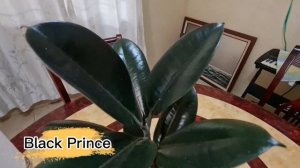 RUBBER PLANT VARIETIES|RUBBER PLANT CARE TIPS|Mommy Vi's Garden🌻🌼🌹