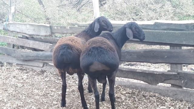 Гиссарские овцы Дмитрия, привезённые из Таджикистана от Ходжи Мухаммада в Курске