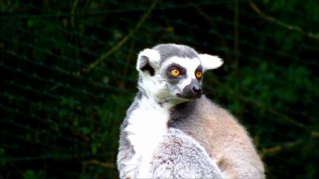 ЛЕМУР удивился #животные #дикиеживотные #природа
