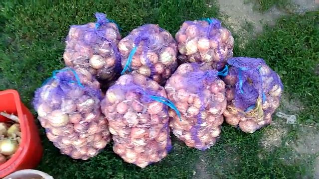 Озимый лук рейдер / Сбор урожая 2017 смотреть онлайн