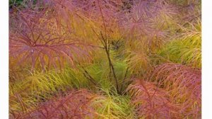 Растения которые любят солнце