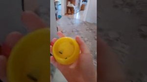 Как правильно менять подстилку хомяку