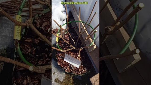 Весенняя обрезка Гортензии Метельчатой-смотрим смотреть онлайн