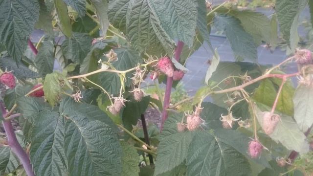 Подготовка ремонтантной малины к зиме. смотреть онлайн