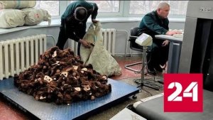 Пытавшихся попасть на российский рынок Чебурашек из Китая задержали на таможне - Россия 24