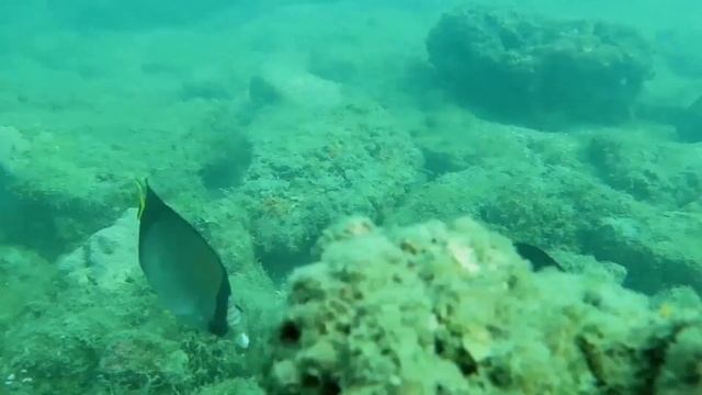 Успокаивающая музыка лечит болезни сердца, для сна смотреть онлайн