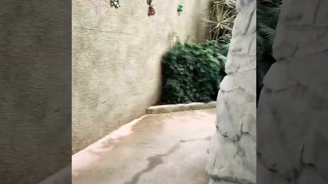 Южная Корея/парк медведей 2020 смотреть онлайн