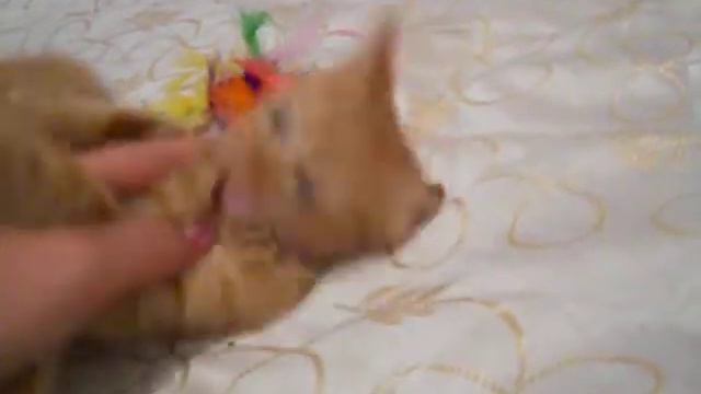 Солнечный Лучик ищет семью). смотреть онлайн