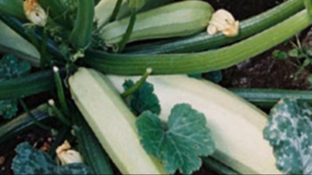 Цукини и кабачок в чем разница смотреть онлайн