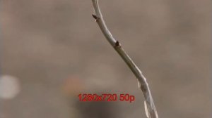 panasonic ag-hvx200 test video