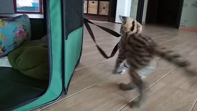 Котёнок сервала Баако играет ♡ смотреть онлайн