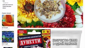 Семена, Хризантема Дунетти, 2 пакетика по 0,3г/90шт в каждом