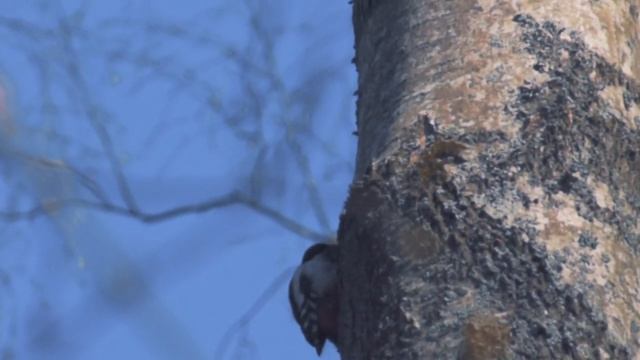 Завтрак диких птиц и животных! В объективе дрозд, дятел и белки смотреть онлайн