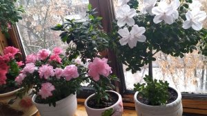 АЗАЛИЯ УХОД в домашних условиях