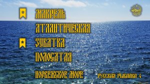 ✮ Норвежское море ✮ Макрель атлантическая ✮ Зубатка полосатая ✮