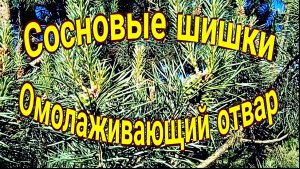 Сосновые шишки. Омолаживающий отвар.