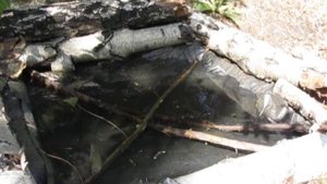 Летние поилки для птиц. Лесной водопой для пернатых. Июль. Часть 2.