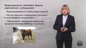 4 6  Кормление, содержание и использование быков