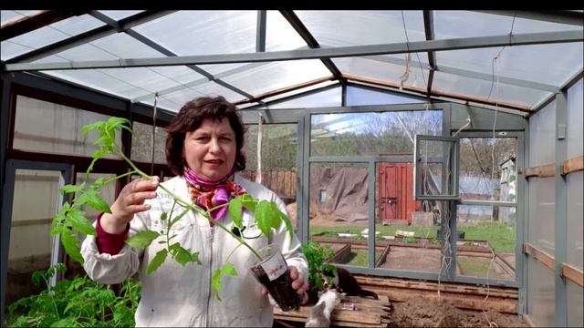 Посадка рассады томатов в теплицу