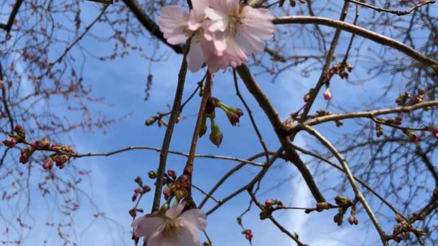 Аффирмации в День Венеры смотреть онлайн