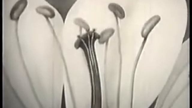 Развитие мужского гаметофита. Двойное оплодотворение у цветковых растений. смотреть онлайн