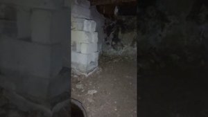 Лотосы на зимовке в погребе.