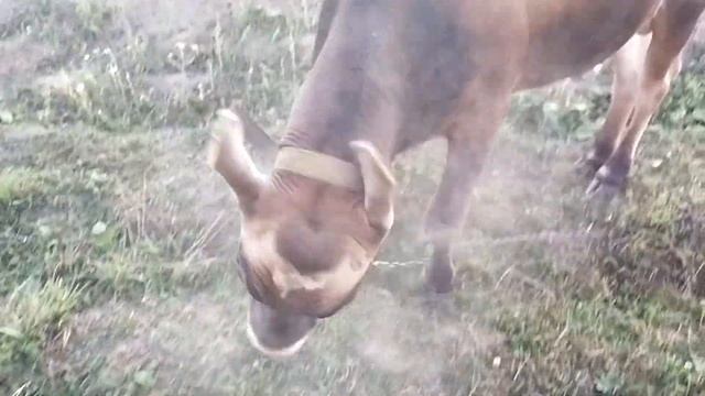 Хан балдеет после дневной жары смотреть онлайн