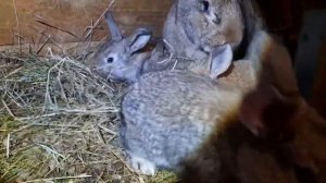 Как пропоить крольчат от кокцидиоза