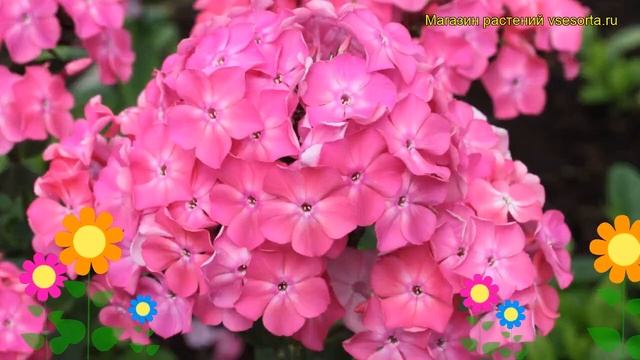Флокс метельчатый Клавдия. Краткий обзор, описание характеристик phlox paniculata Clavdiia смотреть онлайн