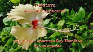 18. Цветы Гибискус желтый и красный под музыку оркестра Ray Hamilton Без женщины HD