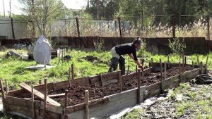 Высокие грядки из вторсырья и палок. Сажаю картофель на болоте