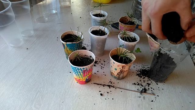 Как вырастить кедр.Пересадка кедров.Как вырастить мандарин.Как поживают мои мандарины и кедры. смотреть онлайн