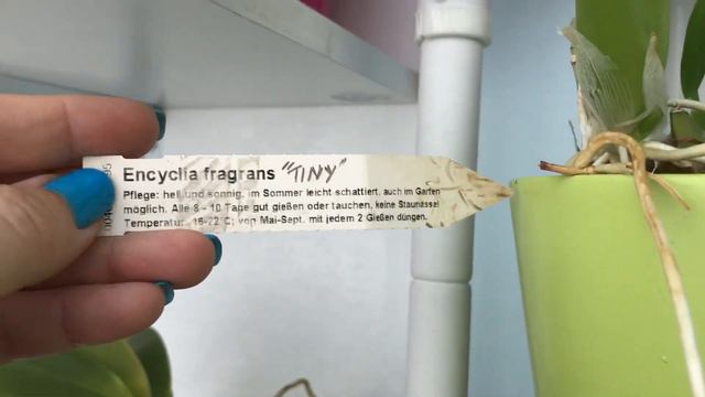 ΟΡΧΙΔΕΕΣ - ΦΑΛΑΙΝΟΨΙΣ PURPLE MARTIN DARK BLUE смотреть онлайн