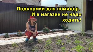 Хорошие подкормки для помидор. Обязательно чередуйте