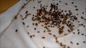 семена  моркови обработанные 5 раз в кипятке - начнут прорастать на 3-4 день -