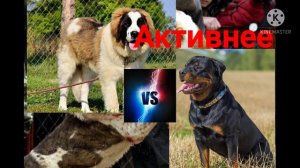 Кто сильней Московская сторожевая или Ротвейлер