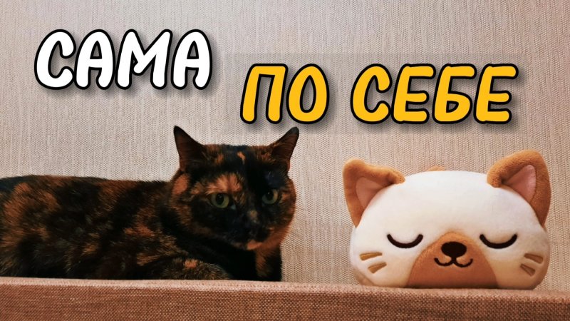 Кошка, которая играет сама по себе