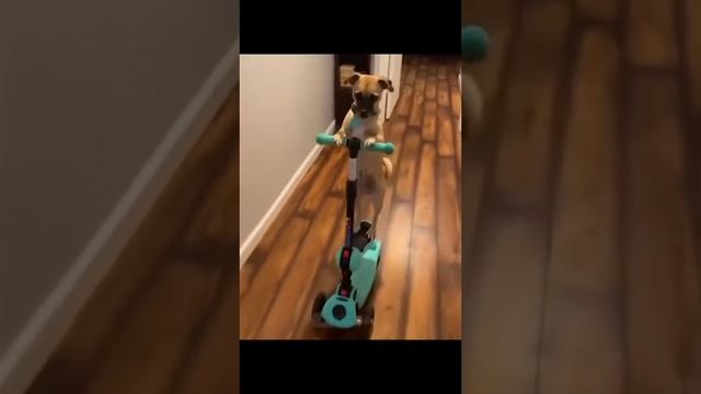 Приколы с котами смотреть онлайн