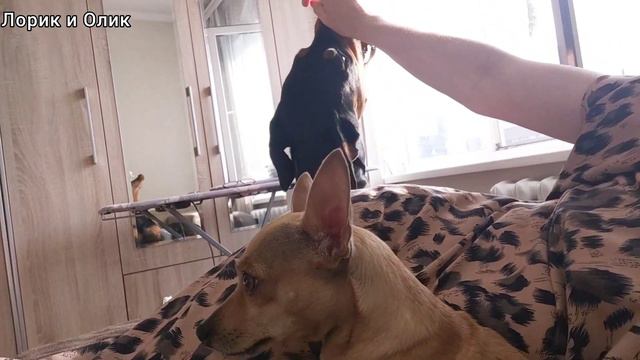 Доберман и той-терьер. Третий день. Большая дружная семья. Наелись все вчетвером. Отдыхаем. смотреть онлайн